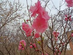 -桃花堤公园