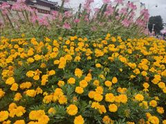 -红花山公园