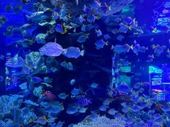 -左海海底世界