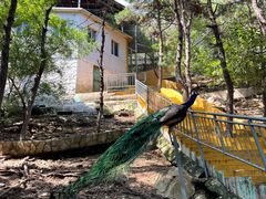 -燕塞湖鸟语林景区