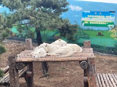 -西霞口神雕山野生动物世界