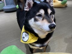 -逗柴咖啡屋·狗咖猫咖宠物桌游