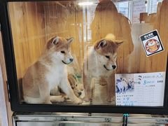 -南京Hallo宠物乐园·哈罗犬舍·柴犬繁育基地