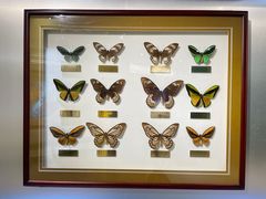 -上海昆虫博物馆