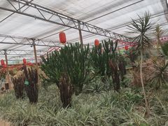 -南宫五洲植物乐园