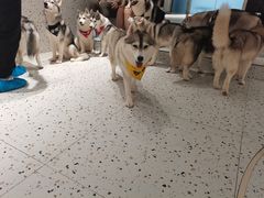 -Husky Go!哈士奇体验馆·宠物咖啡厅狗咖