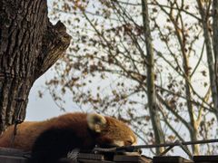 -上海野生动物园老虎餐厅