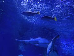 -海合安武汉极地海洋公园