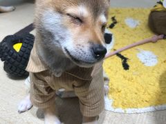 -逗柴咖啡屋·狗咖猫咖宠物桌游