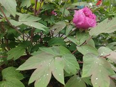 -谭家菜农夫山庄