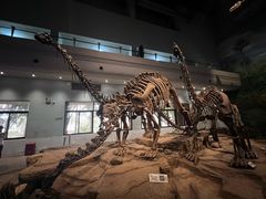 -自贡恐龙博物馆