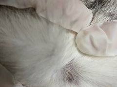 -凯特喵百思猫专科医院