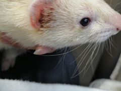 -PETKIT小佩宠物(昭化店)