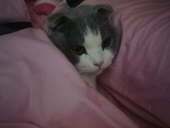 -安安宠物医院(情缘分院)