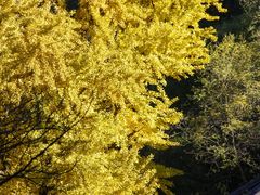 -香山公园