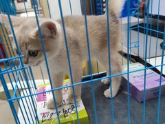 -宠颐生宠物医院·异宠猫科内科·诊疗中心宠巢店