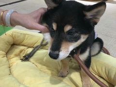 -逗柴咖啡屋·狗咖猫咖宠物桌游