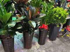 -大自然花鸟鱼虫市场