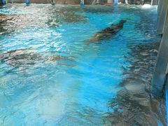 -海合安成都极地海洋公园