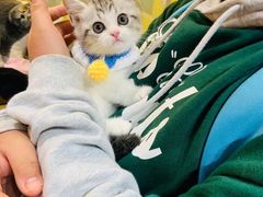 -欣宠猫屋·矮脚拿破仑·蓝金金渐层