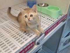 -lincat·猫舍(广州店)