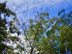 -火炉山森林公园