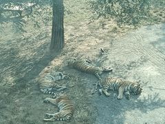 -大连森林动物园