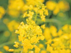 -杭州湾海上花田景区