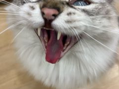 -有喵·猫咖·狗咖·30几只猫10只小狗(岗厦店)