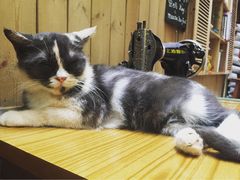 -猫色咖啡·猫咖