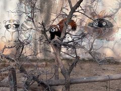 -青藏高原野生动物园