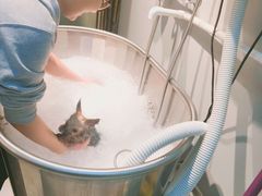 -PETKIT 小佩宠物·低压洗护·美容·寄养(安远店)