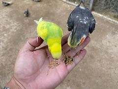 -呀路古热带植物园