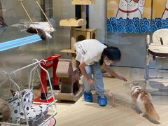-momokira米努特·德文卷毛猫·棉花面纱犬