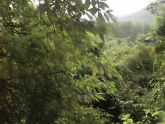 -莫里热带雨林景区