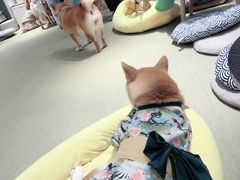 -逗柴咖啡屋·狗咖猫咖宠物桌游