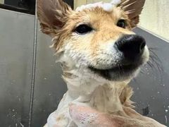 -喜洋洋宠物医院(震川路总店)