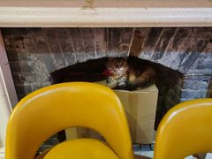 -猫色咖啡·猫咖