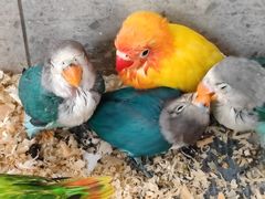 -双季花艺园艺市场(浦东店)