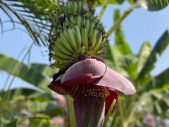 -西双版纳傣族园