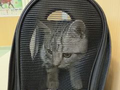 -瑞派·关忠动物医院·猫专科·犬专科(三环新城店)