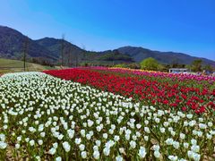-径山花海