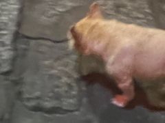 -兰桂坊