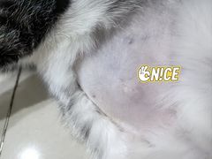 -美联众合宠物医院·爱萌分院·内外科·猫科中心