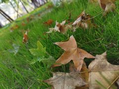 -大兴滨河森林公园