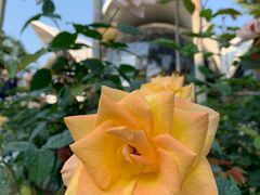 -人民公园(罗湖区)