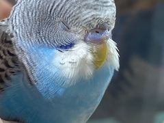 -怪兽屋·羊驼·猫咖·狗咖(俊华广场店)