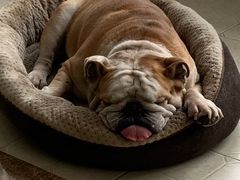 -安安宠医·安宠宠物医院