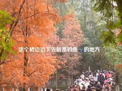 -重庆彩云湖湿地公园