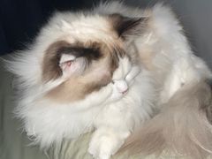 -瑞派福兴宠物医院犬猫全科·骨科·中西医结合(河东店)